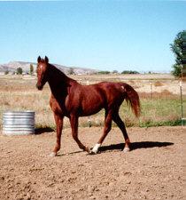americansaddlebred1.jpg
