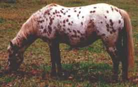 appaloosa1.jpg