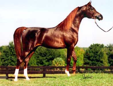 arabian1.jpg