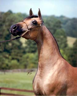 arabian2.jpg