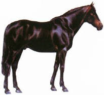 frenchtrotter1.jpg