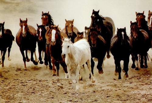 horsesforhomepage.jpg