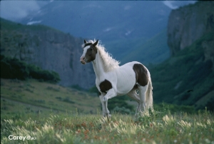 mustang1.jpg