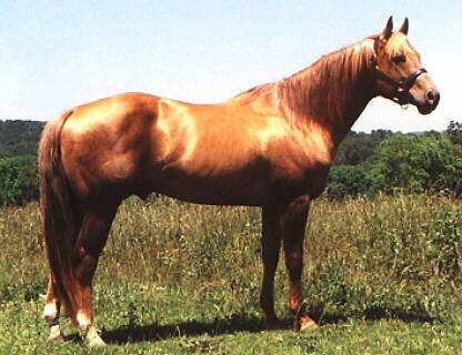 quarterhorse1.jpg
