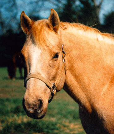 quarterhorse2.gif