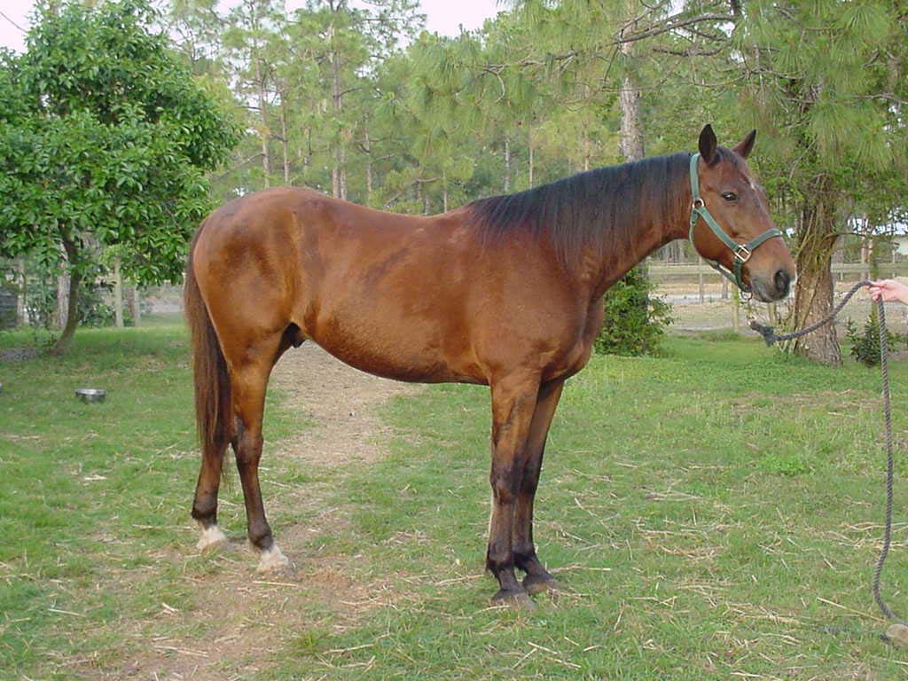 standardbred1.jpg