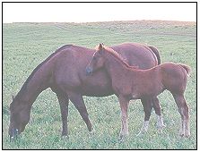 standardbred2.jpg