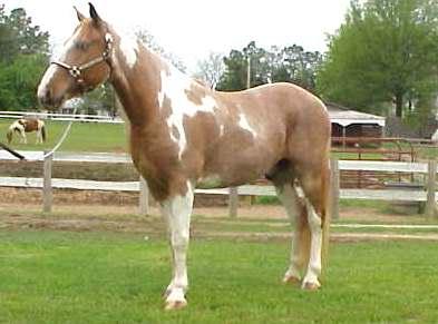 tennesseewalkinghorse1.jpg