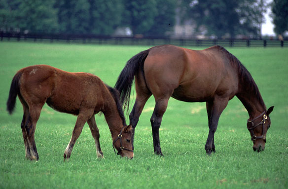 thoroughbred1.jpg