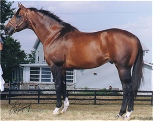 thoroughbred2.jpg