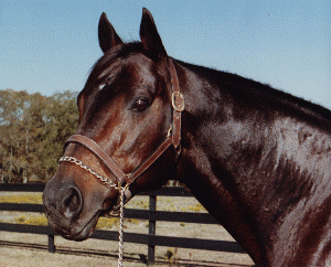 thoroughbred4.gif
